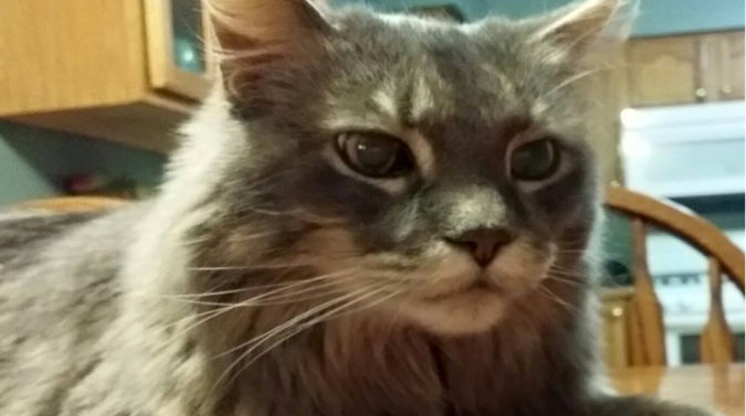 Cat at home